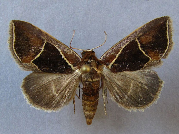 /filer/webapps/moths/media/images/P/pentagonalis_Parafodina_A_Baron_01.jpg