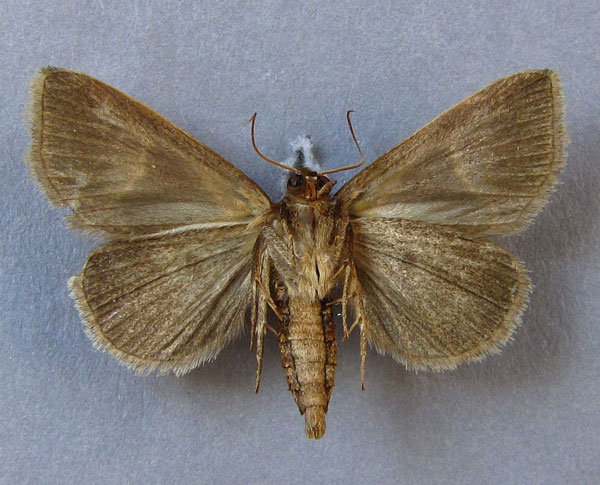 /filer/webapps/moths/media/images/P/pentagonalis_Parafodina_A_Baron_02.jpg