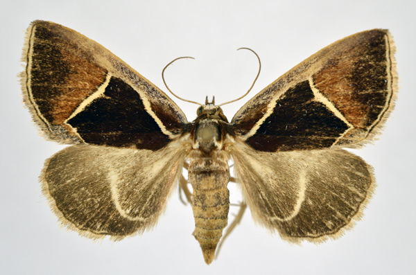/filer/webapps/moths/media/images/P/pentagonalis_Parafodina_A_NHMO.jpg
