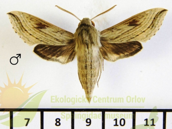/filer/webapps/moths/media/images/P/pentagramma_Hippotion_AM_SMCR_01.jpg