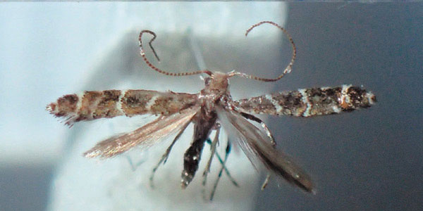 /filer/webapps/moths/media/images/P/pentaplaca_Aspilapteryx_A_Bippus_01.jpg