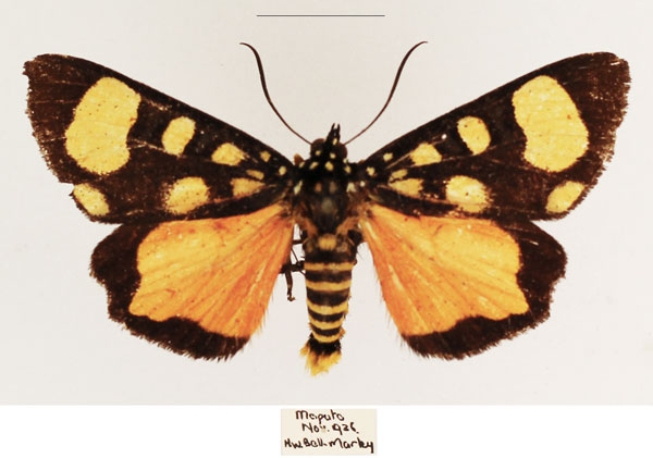 /filer/webapps/moths/media/images/P/pentelia_Sergiusia_AM_TMSA_02.jpg