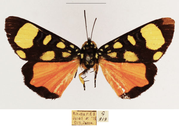 /filer/webapps/moths/media/images/P/pentelia_Sergiusia_AM_TMSA_03.jpg