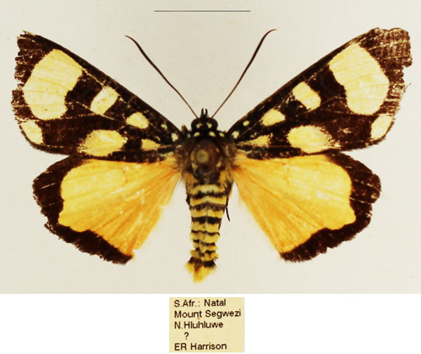 /filer/webapps/moths/media/images/P/pentelia_Sergiusia_AM_TMSA_04.jpg