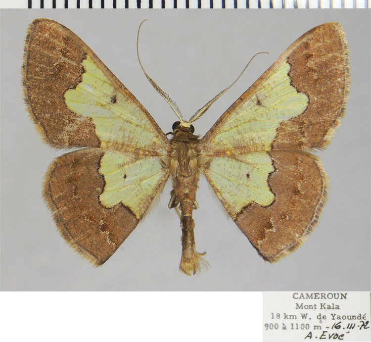 /filer/webapps/moths/media/images/P/penthesis_Zamarada_AM_ZSM.jpg