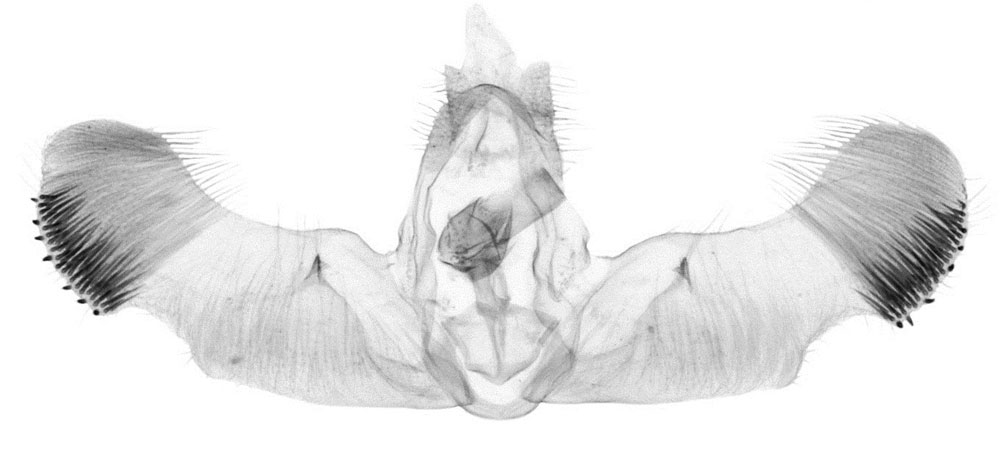 /filer/webapps/moths/media/images/P/penthestes_Gypsonoma_GMHT_Bassi_6386.jpg