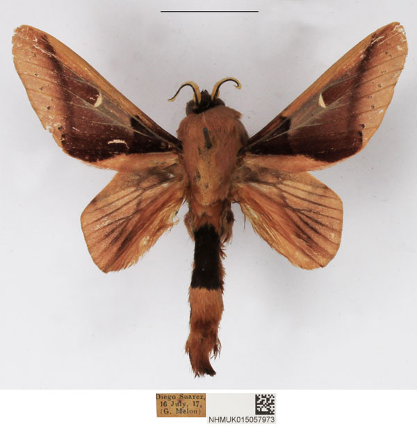 /filer/webapps/moths/media/images/P/pentheter_Apatelopteryx_AM_NHMUK_01.jpg