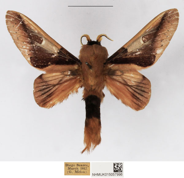 /filer/webapps/moths/media/images/P/pentheter_Apatelopteryx_AM_NHMUK_02.jpg