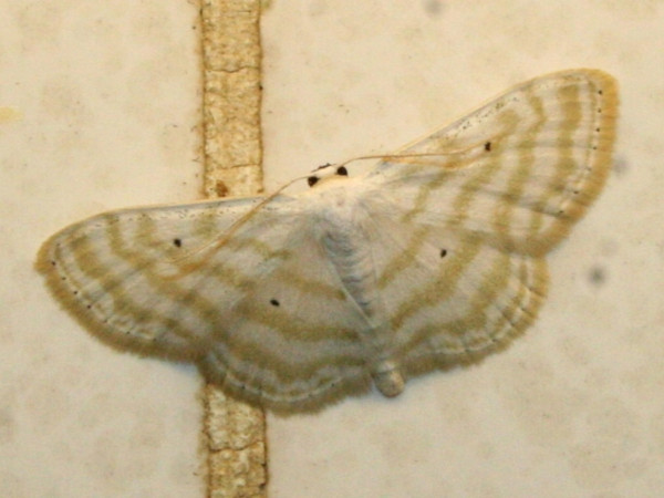 /filer/webapps/moths/media/images/P/penultima_Scopula_A_Sydes.jpg