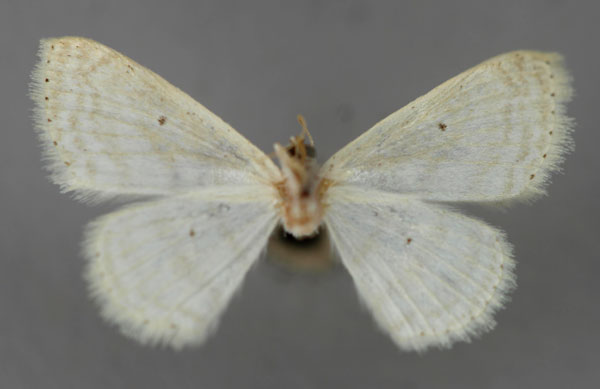/filer/webapps/moths/media/images/P/penultima_Scopula_HT_ZSM_02.jpg