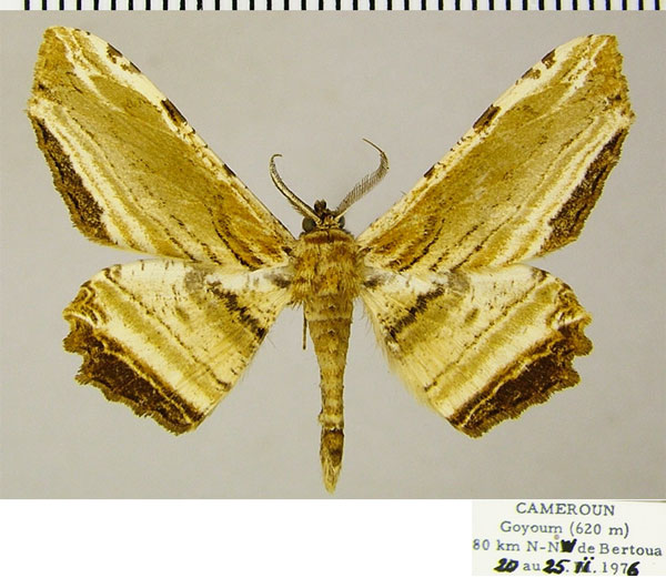 /filer/webapps/moths/media/images/P/penumbrata_Geolyces_AM_ZSM_01a.jpg
