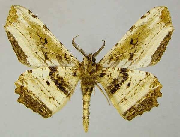/filer/webapps/moths/media/images/P/penumbrata_Geolyces_AM_ZSM_01b.jpg