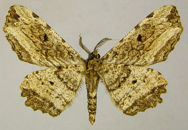 /filer/webapps/moths/media/images/P/penumbrata_Geolyces_AM_ZSMb.jpg