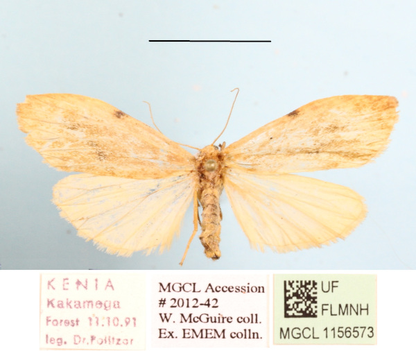 /filer/webapps/moths/media/images/P/peperita_Aroterosia_A_MGCLa_02.JPG