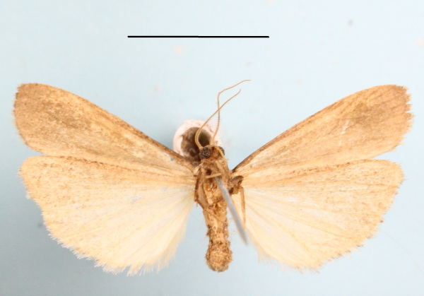 /filer/webapps/moths/media/images/P/peperita_Aroterosia_A_MGCLb_01_gb5fIxe.JPG