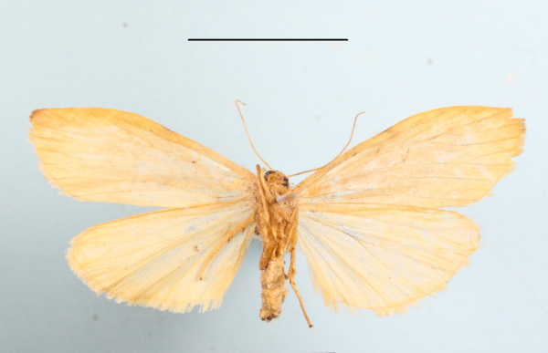 /filer/webapps/moths/media/images/P/peperita_Aroterosia_A_MGCLb_02.JPG