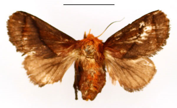 /filer/webapps/moths/media/images/P/pepon_Phorma_AF_BMNH.jpg