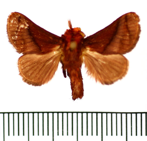 /filer/webapps/moths/media/images/P/pepon_Phorma_AM_BMNH.jpg