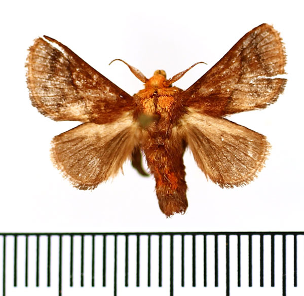 /filer/webapps/moths/media/images/P/pepon_Phorma_AM_BMNH_01.jpg