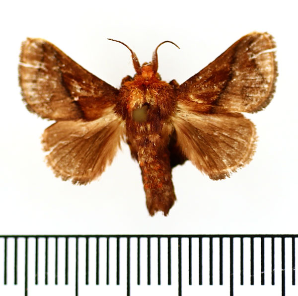 /filer/webapps/moths/media/images/P/pepon_Phorma_AM_BMNH_02.jpg