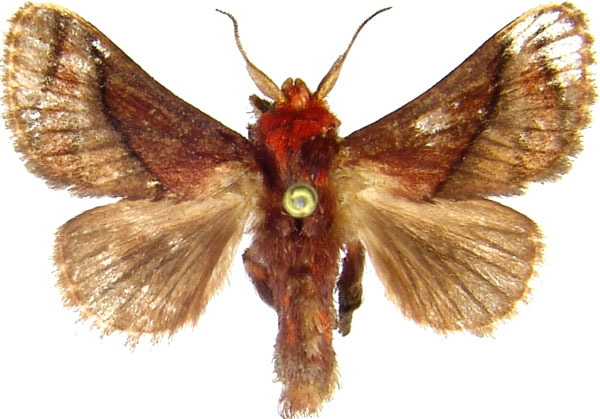 /filer/webapps/moths/media/images/P/pepon_Phorma_AM_MCJM.jpg
