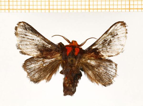 /filer/webapps/moths/media/images/P/pepon_Phorma_A_DePrins.jpg