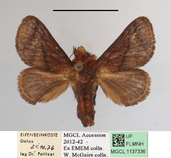 /filer/webapps/moths/media/images/P/pepon_Phorma_A_MGCLa_01.JPG
