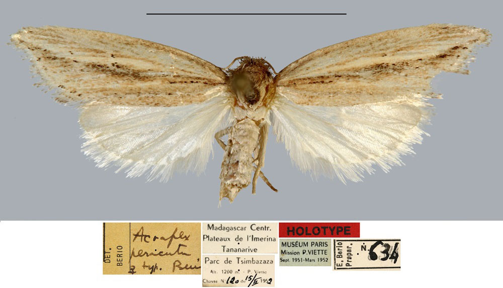 /filer/webapps/moths/media/images/P/peracuta_Acrapex_HT_MNHN.jpg