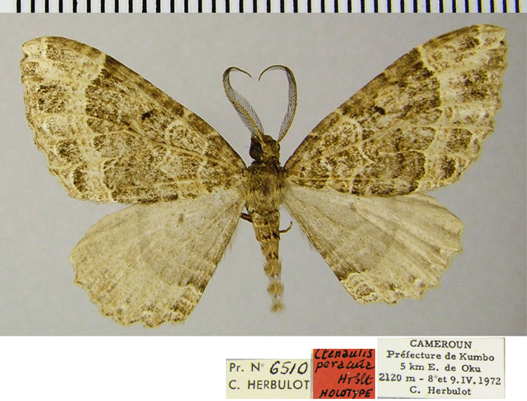/filer/webapps/moths/media/images/P/peracuta_Ctenaulis_HT_ZSMa.jpg