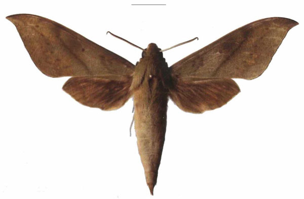 /filer/webapps/moths/media/images/P/peracuta_Theretra_AM_EMEM.jpg