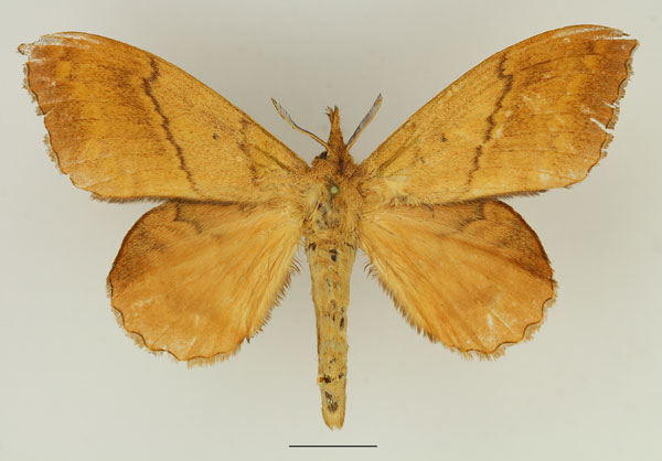 /filer/webapps/moths/media/images/P/peraffinis_Leipoxais_AF_Basquin.jpg