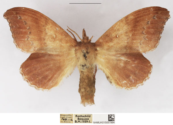 /filer/webapps/moths/media/images/P/peraffinis_Leipoxais_AF_NHMUK.jpg