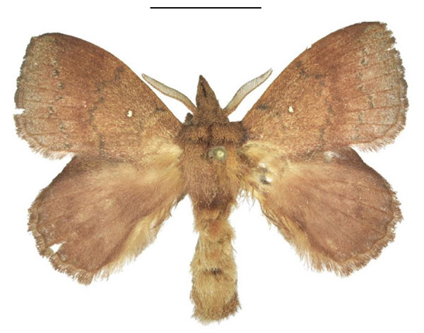 /filer/webapps/moths/media/images/P/peraffinis_Leipoxais_AM_ANHRT.jpg