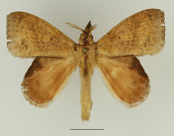 /filer/webapps/moths/media/images/P/peraffinis_Leipoxais_AM_Basquin_01.jpg