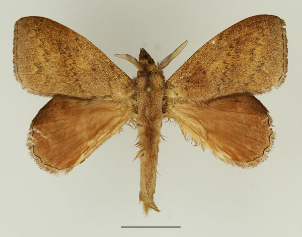 /filer/webapps/moths/media/images/P/peraffinis_Leipoxais_AM_Basquin_02.jpg