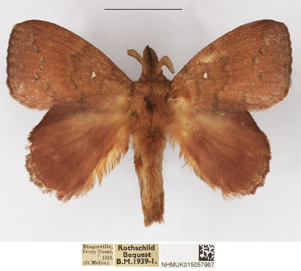 /filer/webapps/moths/media/images/P/peraffinis_Leipoxais_AM_NHMUK.jpg