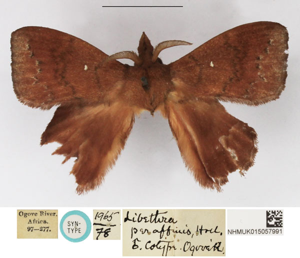 /filer/webapps/moths/media/images/P/peraffinis_Leipoxais_STM_NHMUK.jpg