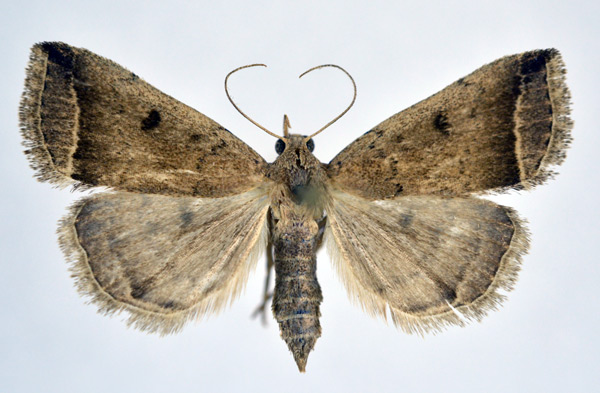 /filer/webapps/moths/media/images/P/perarcuata_Progonia_A_NHMO.jpg
