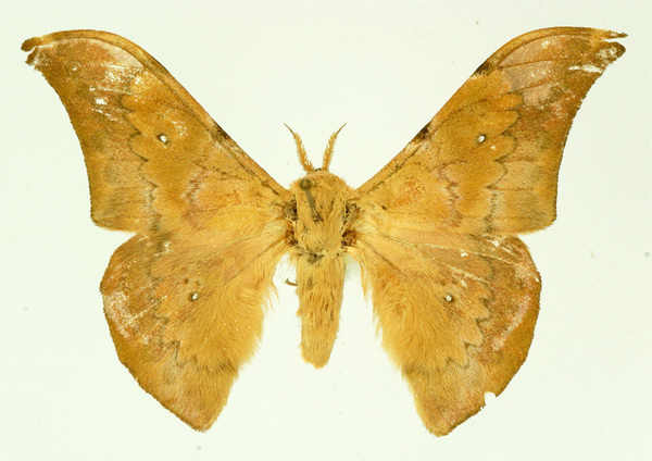 /filer/webapps/moths/media/images/P/perarcuatum_Orthogonioptilum_AM_Basquin.jpg