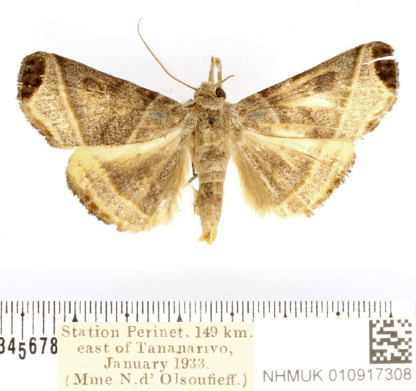 /filer/webapps/moths/media/images/P/peratosema_Nyctennomos_AM_BMNH.jpg
