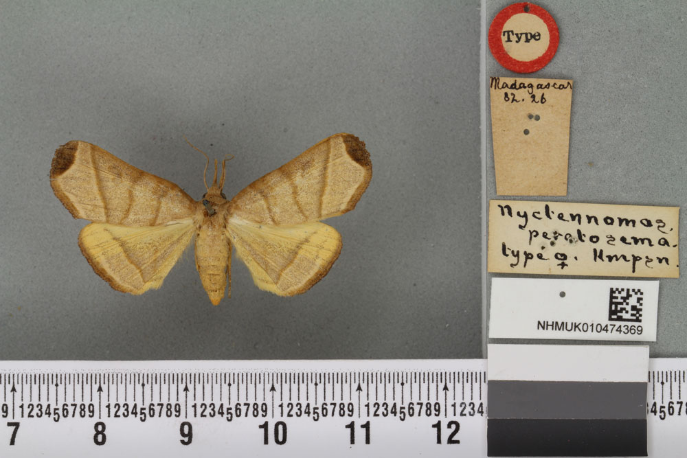 /filer/webapps/moths/media/images/P/peratosema_Nyctennomos_HT_BMNHa.jpg