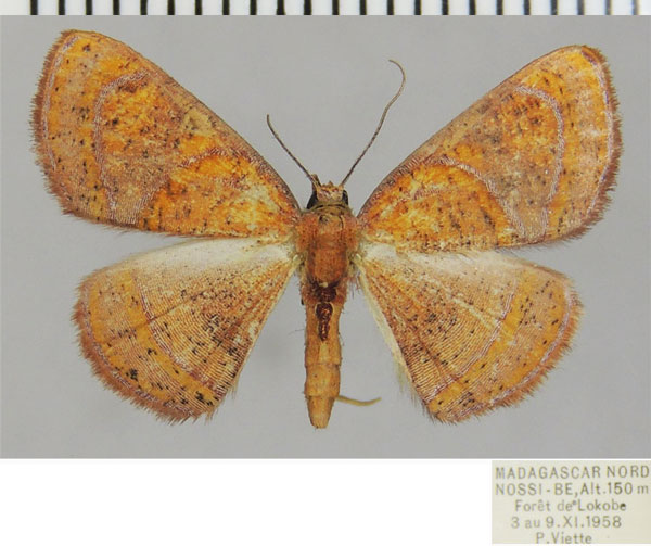/filer/webapps/moths/media/images/P/percitraria_Oaracta_AF_ZSM_02.jpg