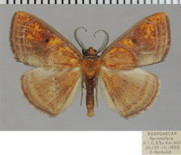 /filer/webapps/moths/media/images/P/percitraria_Oaracta_AM_ZSMa.jpg