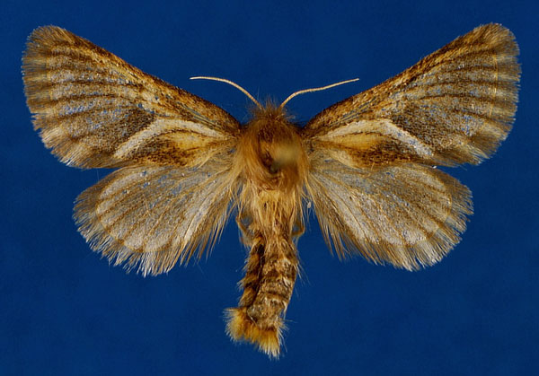 /filer/webapps/moths/media/images/P/percivali_Mountelgonia_PTF_Lehmann.jpg