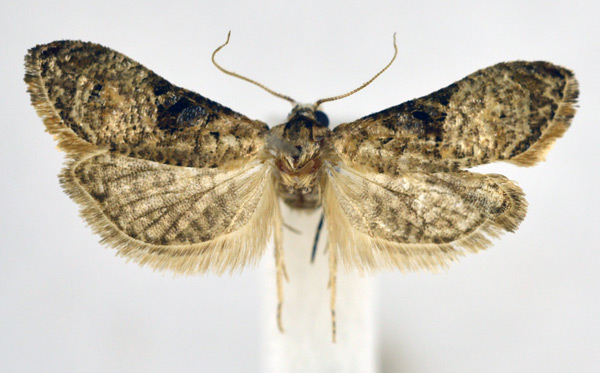 /filer/webapps/moths/media/images/P/percnoptila_Eugnosta_AM_NHMO.jpg