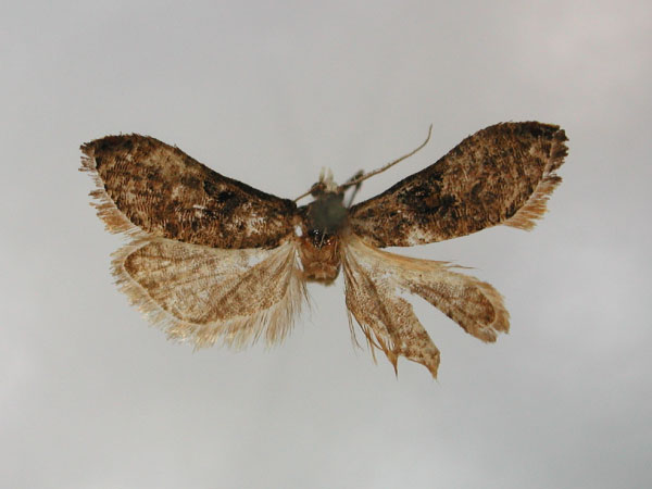 /filer/webapps/moths/media/images/P/percnoptila_Eugnosta_HT_RMCA_01.jpg