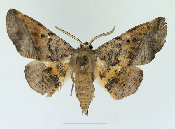 /filer/webapps/moths/media/images/P/percnopus_Euexia_AF_TMSA.jpg