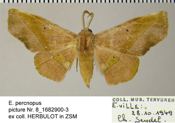 /filer/webapps/moths/media/images/P/percnopus_Euexia_AF_ZSM.jpg