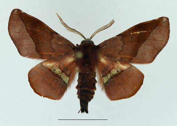 /filer/webapps/moths/media/images/P/percnopus_Euexia_AM_TMSA.jpg