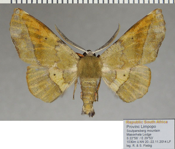 /filer/webapps/moths/media/images/P/percnopus_Euexia_AM_ZSM_01a.jpg